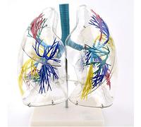 Modelos anatómicos, Árbol bronquial, anatomía pulmonar, cirugía torácica, modelo respiratorio, anatómico médico transparente