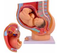 Modelos anatómicos de Embarazo. Modelo de anatomía de Pelvis Humana con Embarazo extraíble. Modelo de feto de bebé de 9 Meses. Herramientas educativas for el Parto for la educación
