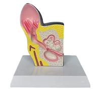 Modelos anatómicos de torso y esqueleto, modelo anatómico de oreja de perro canino, modelo anatómico de órganos animales, biología, anatomía, ayuda médica educativa, ayuda de enseñanza