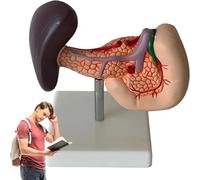 Modelos anatómicos humanos para educación médica, modelo de anatomía del páncreas y el bazo, estructura patológica detallada para el estudio y la asistencia de disección