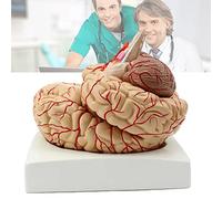 Modelos anatómicos, Modelo anatómico de la arteria cerebral for adultos, 9 piezas, número ubicación for pintar a mano, modelo del cerebro humano con bandeja