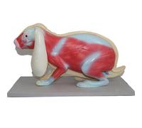 Modelos anatómicos, Modelo de biología desmontable, material didáctico for estudiantes y ciencias, laboratorio