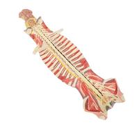 Modelos anatómicos, Modelo de columna flexible pintado y numerado, que muestra las estructuras del cerebro los nervios cerebelosos espinales