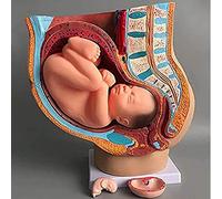 Modelos anatómicos, Pelvis femenina humana anatómica médica embarazada con embarazo 9 meses modelo de bebé órganos extraíbles, 4 partes, pintado a mano