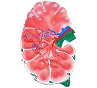 Modelos científicos de anatomía Humana Modelo avanzado de anatomía for biología médica Exhibición en Estudio Ayuda en la formación de Estudiantes de Medicina Herramienta didáctica