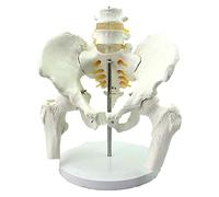 Modelos científicos de Pelvis de anatomía Humana con Modelo Lumbar Modelo de anatomía Humana en Modelo Lumbar
