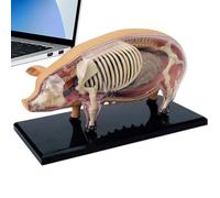 Modelos De Anatomía Animal Para Niños,Modelo de Anatomía de Cerdo Entrenamiento,Juguete Científico Desmontable Para Demostraciones | Material Didáctico Para Estudiantes Laboratorios