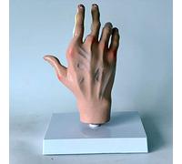 Modelos De Anatomía De La Palma: Modelo De Anatomía De La Mano Anatomía Dolor del Tendón De La Palma Enferma Y Modelo De Enseñanza Médica De La Articulación del Viento Modelo De Palma Human