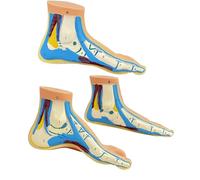 Modelos De Anatomía Del Pie De Tamaño Real Modelos De Demostración De Estructura Para Entrenamiento De Rehabilitación Enseñanza En Modelo De PVC 3 Uds.