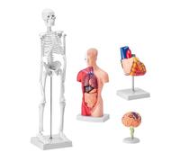 Modelos de anatomía humana de 4 piezas, torso de 28 cm + esqueleto de 45 cm + modelo de cerebro + modelo de corazón, conjunto completo de órganos, modelo de cuerpo humano extraíble