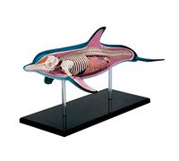Modelos de enseñanza de anatomía de Delfines, órganos Desmontables, Partes del Cuerpo, biología anatómica Animal, Modelo de Esqueleto de 2,6 x 9,5 x 128 cm