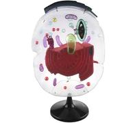 Modelos de estructura submicroscópica celular, modelo de anatomía de células eucariotas, instrumento de enseñanza de experimentos biológicos, aumento de 20000 veces