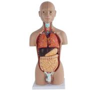 Modelos didácticos, Modelo de anatomía Corporal, Modelo de Esqueleto 50 cm, Modelo de Torso Humano con órganos, Modelo Desmontable e instalable, Modelos médicos Desmontables 16 pie