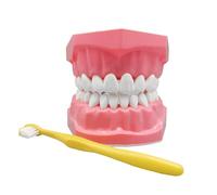 Modelos es Para Estudiantes,Modelo con Cepillo para Práctica de Cepillado - Material de Estudio Bucal para Mujeres Hombres Jóvenes Niños y Familia