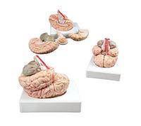 Modelos Esqueleto anatomía, Anatomie Des Menschlichen Gehirnmodells 9Pcs Modell Des Gehirns in Lebensgr??e Mit Beschriftungen Anzeigebasis Farbcodiertes Für Das Gehirn H?lfte Des Hirnstamms