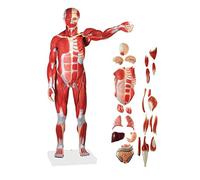 Modelos Esqueleto anatomía, Menschliches Muskelmodell, 27 Teile, 1/2 Lebensgr??e, vollst?ndige Anatomie menschlicher Muskeln und Organe mit digitalen Zahlen
