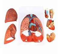 Modelos Esqueleto anatomía, Modelo pulmón Humano 7 Abnehmbare Teile Lebensgr??e Lungenanatomische Modell Umfassen Herz- Und Abnehmbare Larynx -Basis -Atmungssystemmodell Lungenmodell