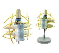 Modelos Esqueleto anatomía, Wirbels?ulenwirbel Mit Rückenmark Und Spinalnerven-Vergr??erungsmodell Anatomie Von Brustwirbeln Und Vergr??ertem Rückenmark 2 X Lebensgro?e Wirbel Wei?e Und Grau