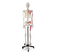Modelos Esqueleto anatómico, Modelo Educativo, anatomía médica Humana, 180 cm, tamaño Real, con orígenes musculares y Puntos inserción numerados y Pintados, Soporte con Ruedas.