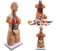 Modelos Esqueleto anatómico, Modelo Educativo, Modelo ensamblaje anatómico 4D órganos Humanos, 19 Partes un Torso Masculino/Femenino 55 cm Largo, Modelo Cuerpo Humano, Cuerpo Humano anatómico, órga