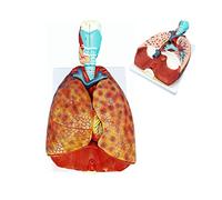 Modelos Esqueleto anatómico, Modelo Educativo, Modelo pulmón Humano y respiratorio, Modelo pulmón Humano, Modelo respiratorio con 51 señales, 7 Piezas Desmontables, Modelo anatómico pulmón, Base