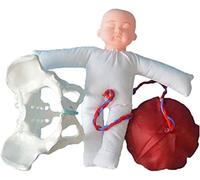 Modelos Esqueleto anatómico, Modelo pélvico, Modelo bebé con Placenta Parto pélvico Femenino, Modelo anatómico, Juego demostración Nacimiento, Incluye Modelos bebé, cordón Umbilical Desmontable y p