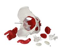 Modelos Esqueleto anatómico Modelo Pelvis Femenina con músculos extraíbles Modelo Pelvis Femenina tamaño Natural Modelo anatómico Pelvis Femenina con músculos Cirugía ginecológica Aprendizaje médi