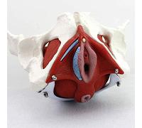 Modelos Esqueleto anatómico pélvico Femenino 24,5 x 16 x 13 cm Faja del Suelo pélvico Modelo Prueba Muscular Estructura Modelo anatómico Femenino Cuenca Ginecología Educación Doctor