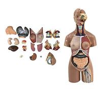 Modelos Modelo Anatómico, Modelo de Anatomía del Torso 55 cm Torso Humano 19 Partes Modelo de Torso Humano Unisex Modelos de Anatomía Esqueleto del Cuerpo Humano Tamaño Natural Anatomía Médi