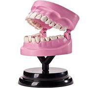 Modelos Modelo Anatómico, Modelo Humano Modelo De Anatomía Dental, Modelo De Demostración De Enseñanza Escolar De Anatomía De La Estructura, Juguetes De Aprendizaje Cognitivo para Niños Mode