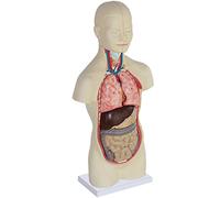 Modelos Modelo de anatomía del Torso Mini de 19 Pulgadas Tiene 12 Piezas extraíbles Modelo de ensamblaje anatómico de órganos Humanos Gran Modelo de anatomía Humana para niños