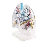 Modelos Modelo de anatomía, Modelo anatómico Modelo de corazón, corazón y pulmón, Modelo de pulmón Humano Transparente, Anatomía pulmonar del árbol bronquial, Modelo respiratorio de cirugía