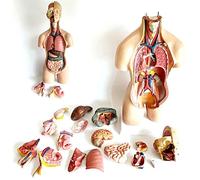 Modelos Modelo de enseñanza, Modelo de anatomía de Busto Humano Desmontable de 19 Partes, Caja de órganos Internos Humanos Modelo de Cuerpo Interior Humano para exhibición de Estudio de Cien