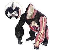Modelos Modelo de Esqueleto Modelo de anatomía, Modelo de orangután - Modelo de anatomía Animal - Modelo anatómico de Estructura de órgano de simio con Espalda Plateada - Material plástico M