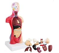 Modelos Modelo Modelo Educativo 28 Cm Torso Humano Cuerpo Modelo Anatómico Anatomía Órganos Internos Viscerales Modelo Diseccionado en 19 Partes Modelos Médicos para Médicos Estudiantes Estu