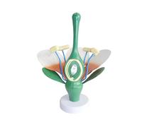 Modelos realistas de anatomía de hojas y estambres, biología, enseñanza anatómica, hojas de flores, modelo de estambres
