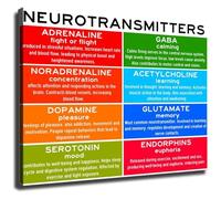 Modern Canvas Print Neurotransmitter System Infographic Scientific Wall-Art Knowledge Poster Decoration for Home Office Dorm Room Aesthetic(Framed,16x24inch(40x60cm))