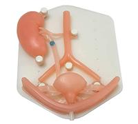 Módulo de entrenamiento de cirugía laparoscópica, sistema urinario, órganos de silicona, urología, laparoscópica, estudiantes de medicina, práctica, simulación, modelo de entrenamiento y libro de