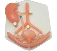 Módulo de entrenamiento de simulación laparoscópica, modelo de órgano de silicona del sistema urinario, herramienta de práctica laparoscópica realista, ideal for estudiantes de medicina