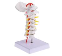 MOKKHNB Modelo Anatómico Modelo Educativo de Pvc de Columna Cervical con Soporte para Enseñanza y Estudio en Consultorio Médico