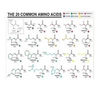 Molecular Biology Art: Amino Acids Chart Canvas Painting - Modern Science Wall Decor for Study Room or Office(Framed,08x12inch(20x30cm))