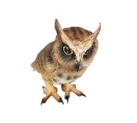 MOLUCKFU Modelo de Figura de Búho Realista de Plástico Sólido, Adorno Decorativo y Juguete Infantil Educativo, Adecuado Hogar, Escuela y Oficina, Modelo Animal de Simulación