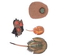 MOLUCKFU Modelo Educativo de Cangrejo Herradura 69g, Juguete Científico, Decoración Didáctica y Cognitiva para Aprendizaje Infantil en Hogar y Aula