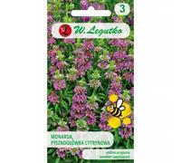 Monarda, «cabeza de delicia» de limón, de color púrpura-violeta