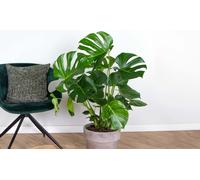 Monstera Deliciosa: P17H65 / 1