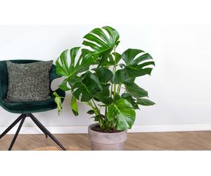 Monstera Deliciosa: P17H65 / 2