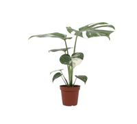 Monstera Deliciosa Variegata DECOALIVE Elegancia Verde y Blanca en una Planta de Interior de Colección