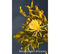 Moonlight Dreams: 6x9" Lined Journal - Ideal for writing, poetry, daily notes, and to-dos. Perfect gift for anyone. Journal/Notebook/Diary