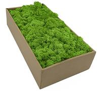 Moos Zeit KUNST DER NATUR Musgo Natural preservado Decorativo para Manualidades en 5 Colores Diferentes para modelismo y decoración para Pescua (Verde Hierba 250 gr)