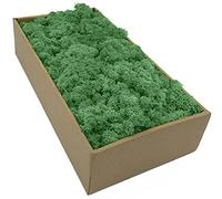 Moos Zeit KUNST DER NATUR Musgo Natural preservado Decorativo para Manualidades en 5 Colores Diferentes para modelismo y decoración para Pescua (Verde Bosque 500 gr)